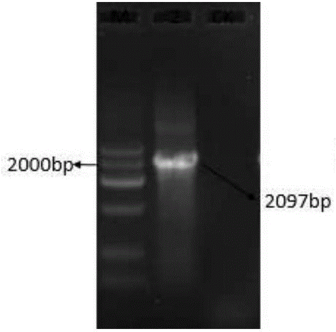 Application method of stress resistance-related gene ZmHDZIV13 in regulation of plant stress resistance