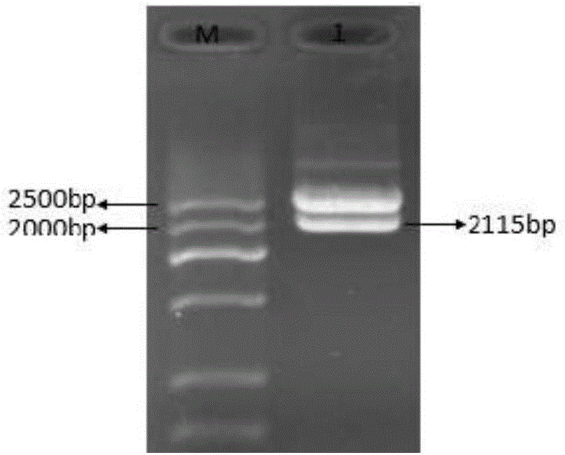 Application method of stress resistance-related gene ZmHDZIV13 in regulation of plant stress resistance