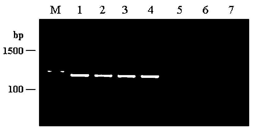 Primer sequence for detecting Brucella based on dual priming oligonucleotide (DPO) primer, and detection kit thereof