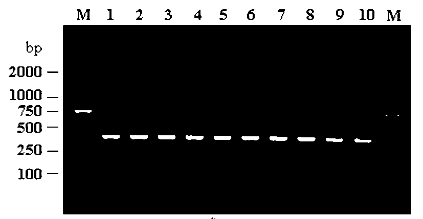 Primer sequence for detecting Brucella based on dual priming oligonucleotide (DPO) primer, and detection kit thereof