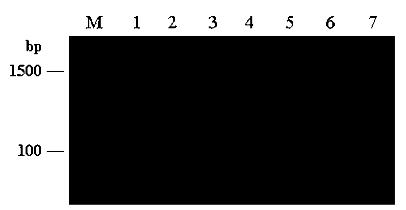 Primer sequence for detecting Brucella based on dual priming oligonucleotide (DPO) primer, and detection kit thereof