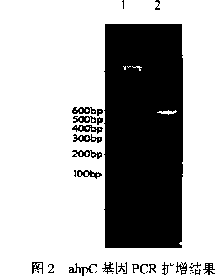 Gene engineered poly-valence subunit vaccine of Hp AhpC and preparation method thereof