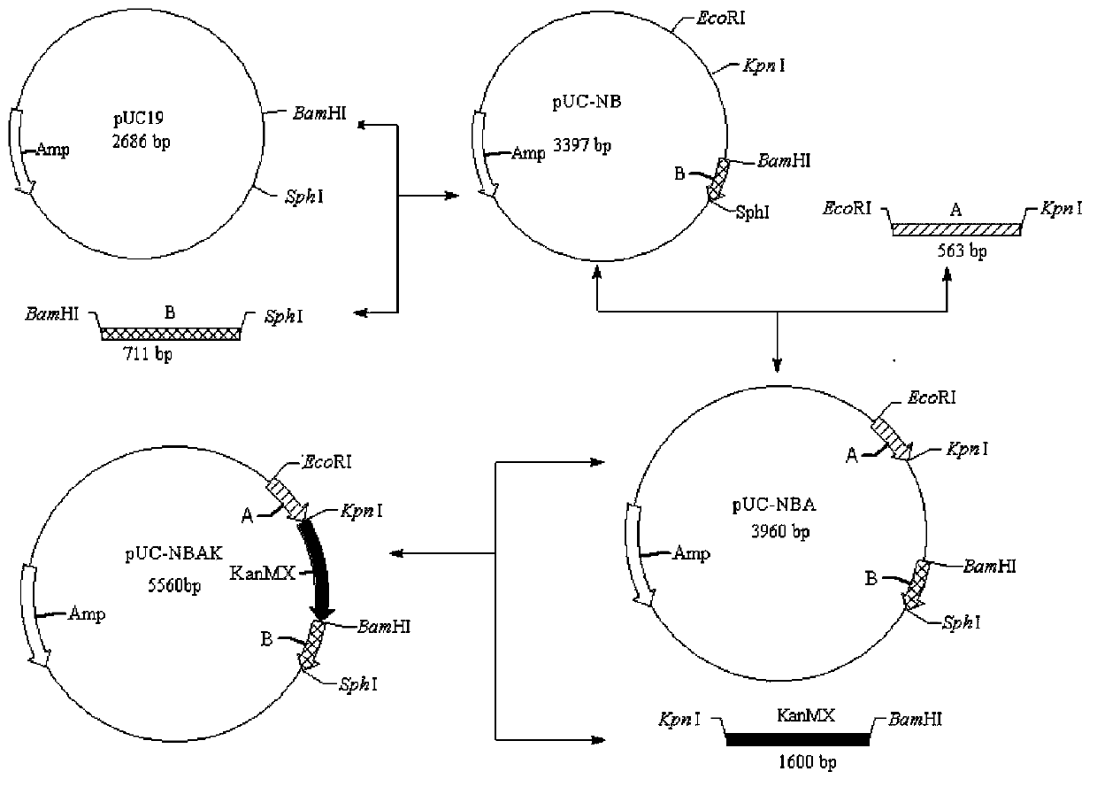 Freezing-resistant yeast strain for bread fermentation and breeding method thereof