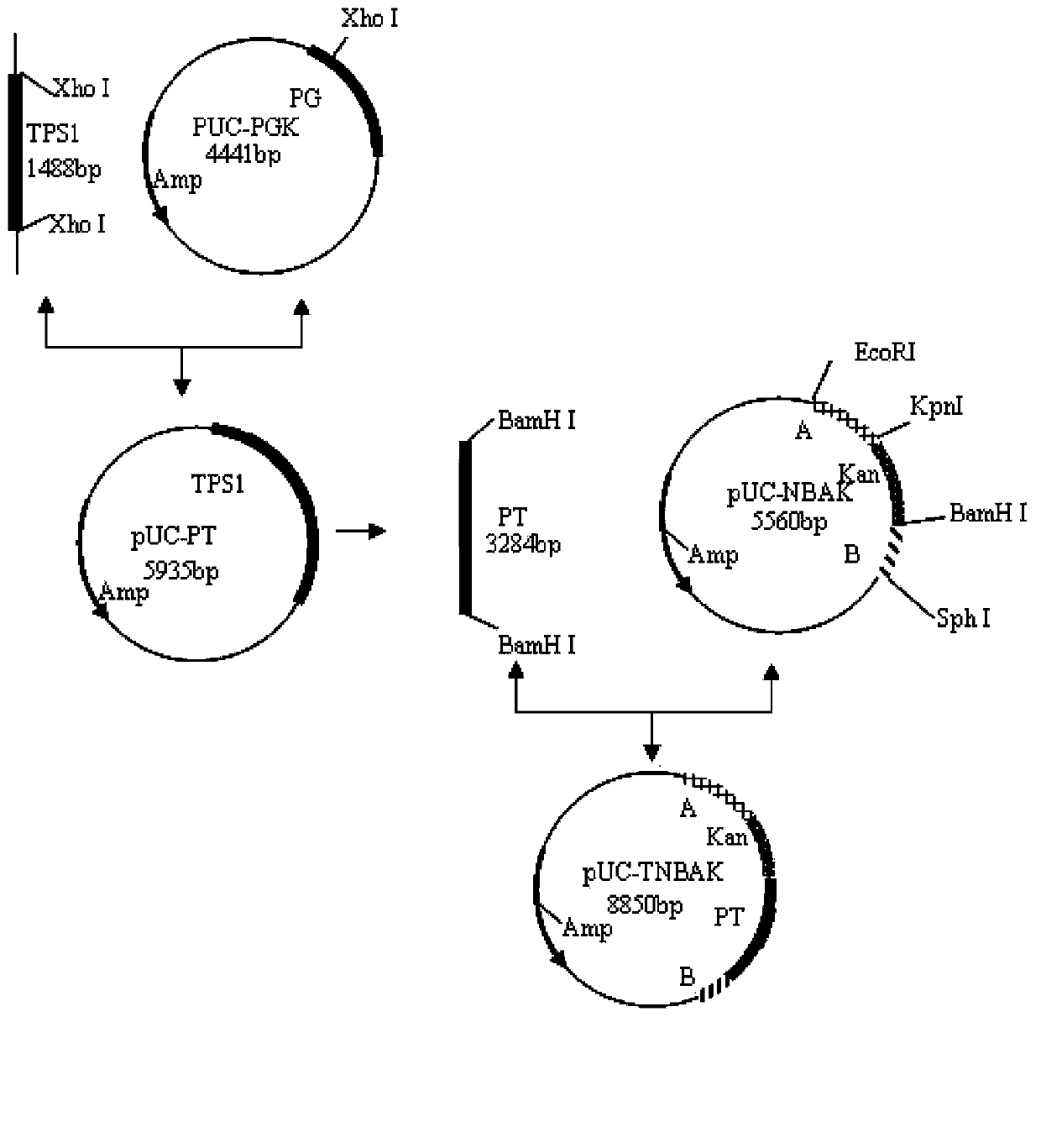 Freezing-resistant yeast strain for bread fermentation and breeding method thereof