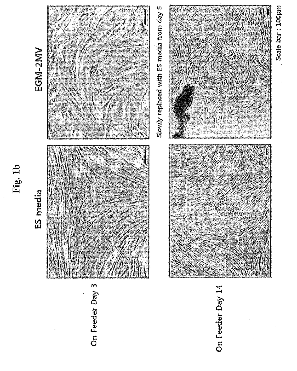 Method for differentiating induced pluripotent stem cells, which are prepared from endocardium-derived adult stem cells, into cardiovascular cells, and use thereof