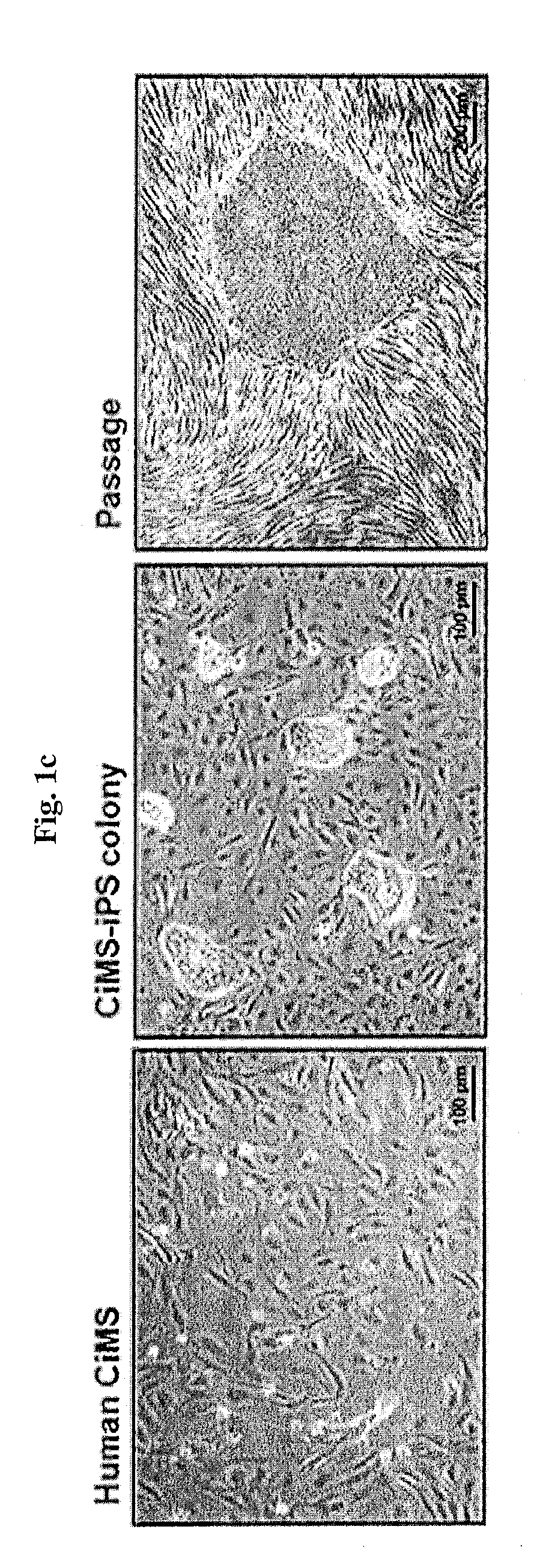 Method for differentiating induced pluripotent stem cells, which are prepared from endocardium-derived adult stem cells, into cardiovascular cells, and use thereof