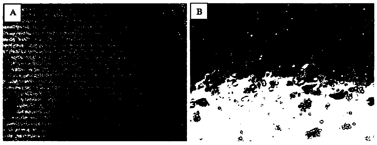 Egg yolk antibody for preventing and treating novel duck reovirus and preparation method of egg yolk antibody