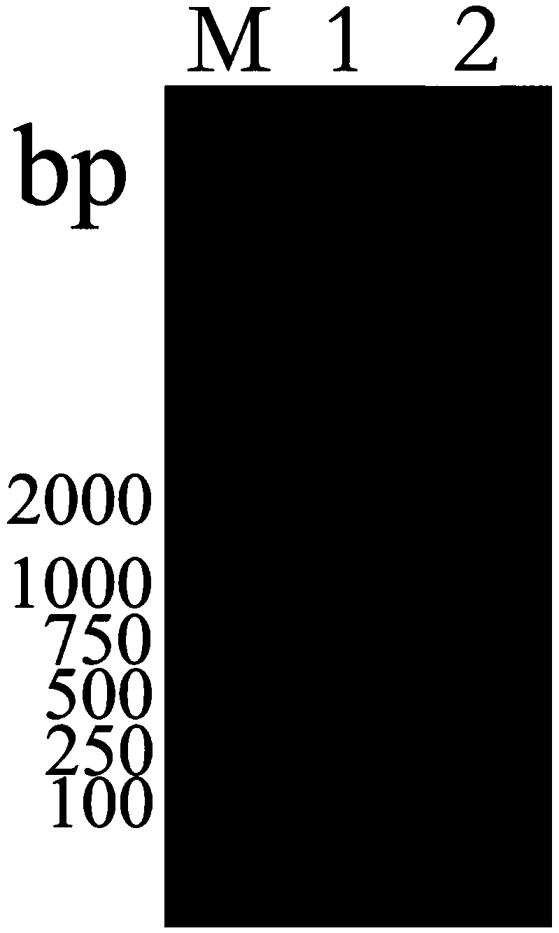 Egg yolk antibody for preventing and treating novel duck reovirus and preparation method of egg yolk antibody