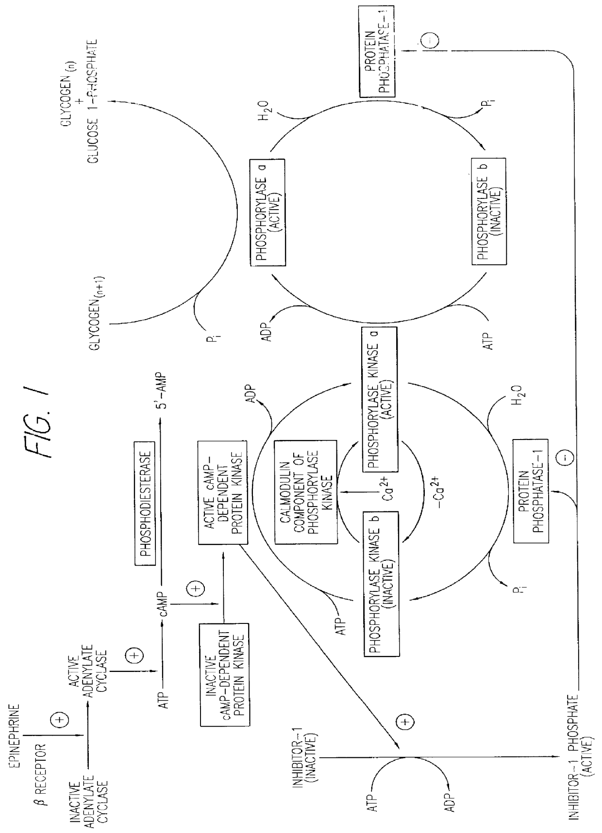 Amylin activity assays