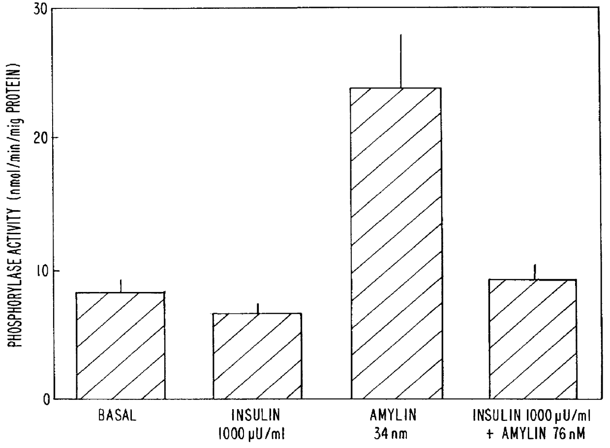 Amylin activity assays