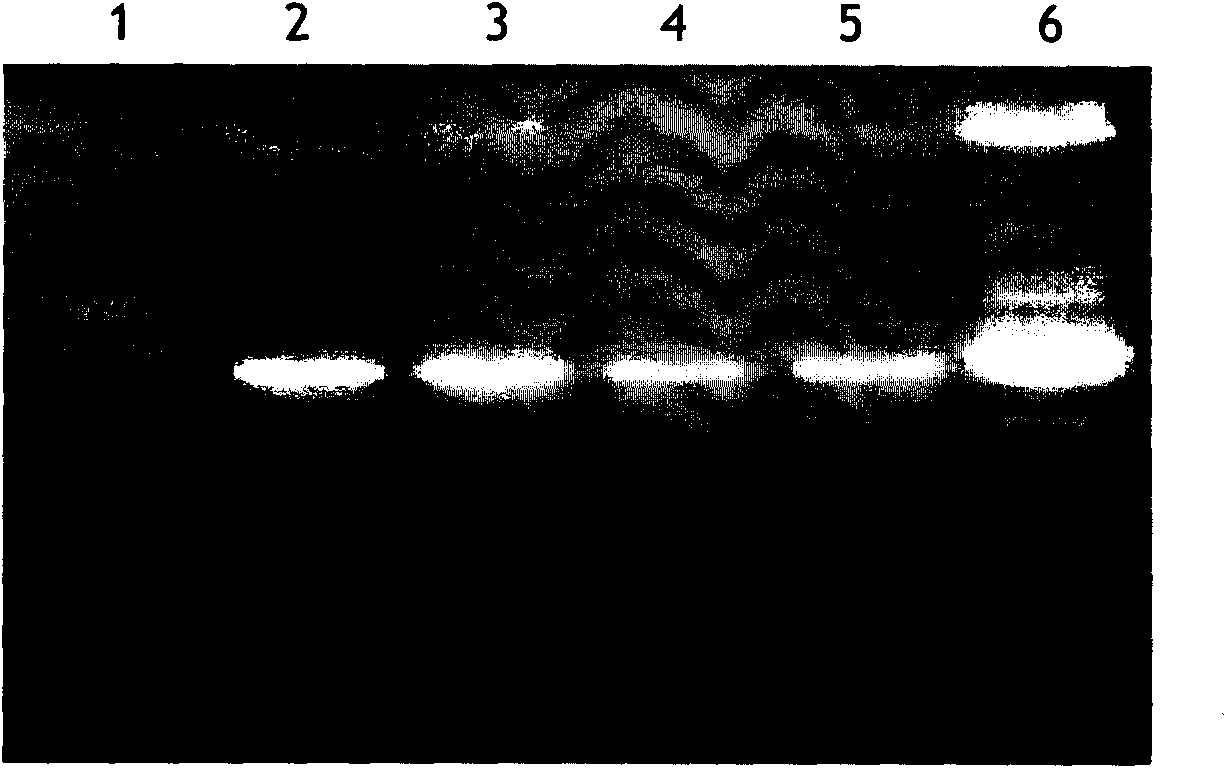 Blood group B epitope mimic peptide and application thereof