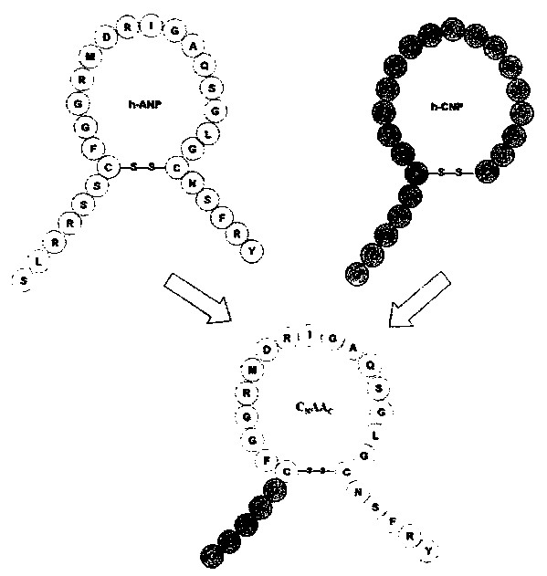 A novel natriuretic peptide chimera c with anti-heart failure activity  <sub>n</sub> aa  <sub>c</sub>