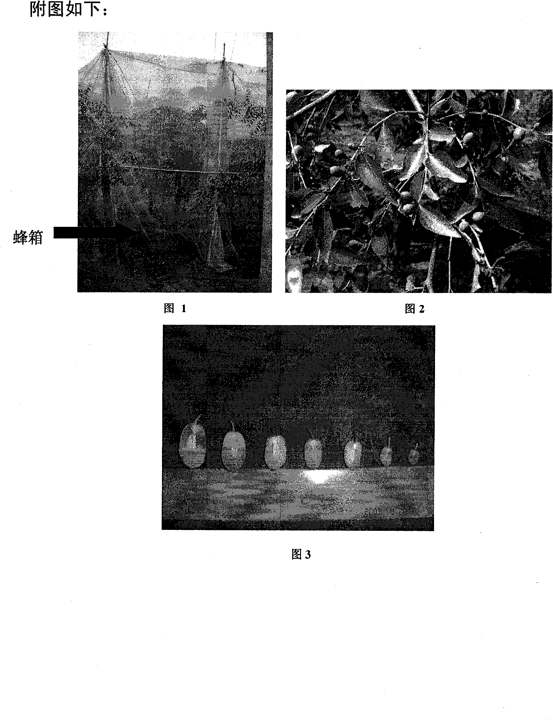 Manual controlled cross-breeding method for Chinese jujube assisted by molecule