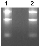 PCR detection reagent for detecting liver cancer core signal molecules and application thereof