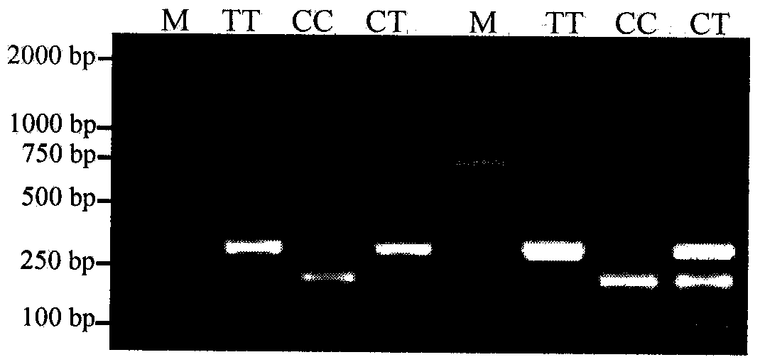 Molecular marker method and primer pair for predicting and identifying sheep wool fineness