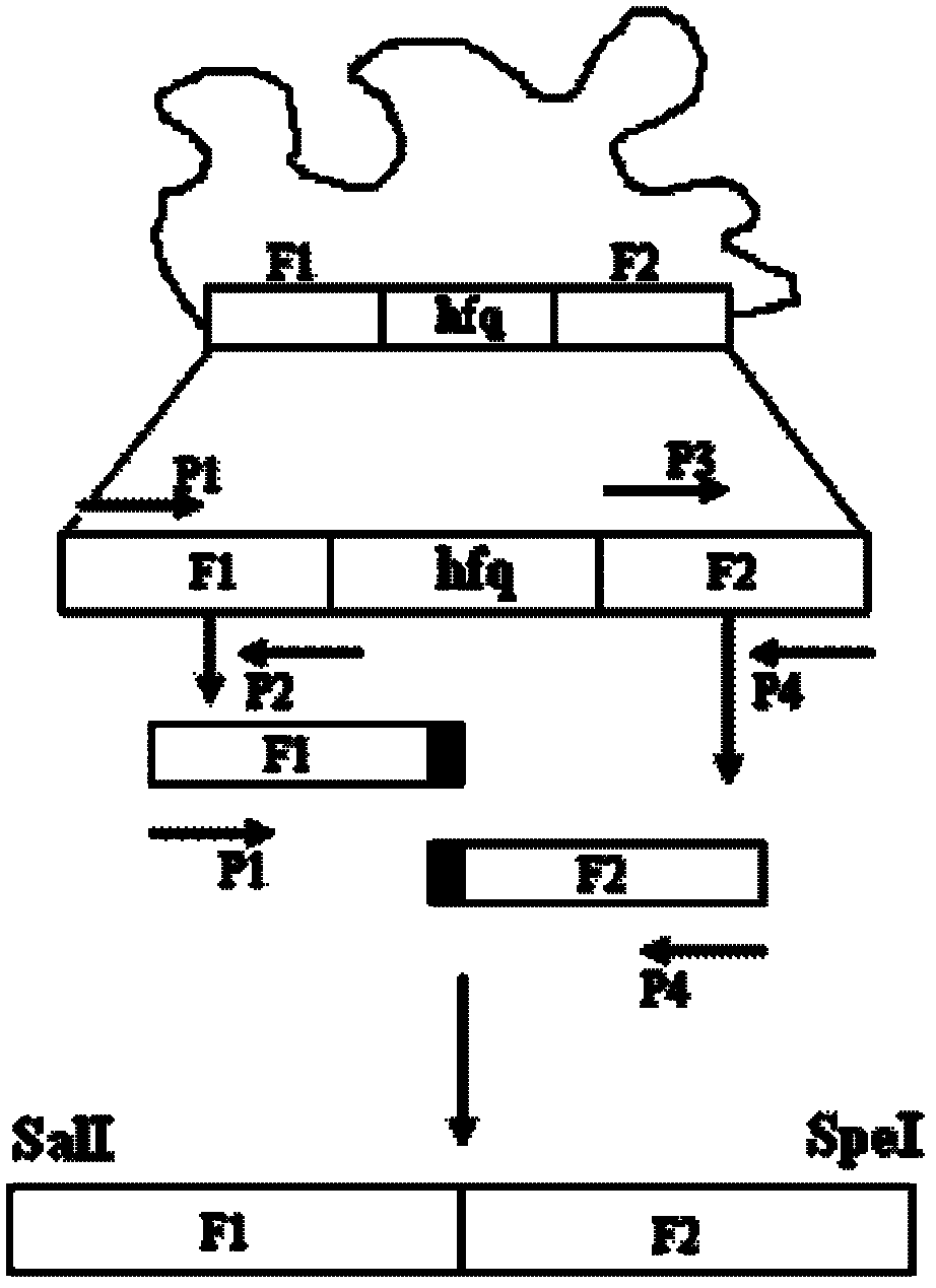 A markerless gene deletion attenuated mutant strain of Vibrio alginolyticus wild strain, related preparations and applications