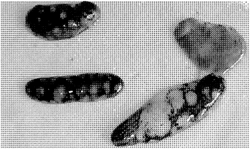 A method for isolation and identification of sea cucumber pathogenic bacteria