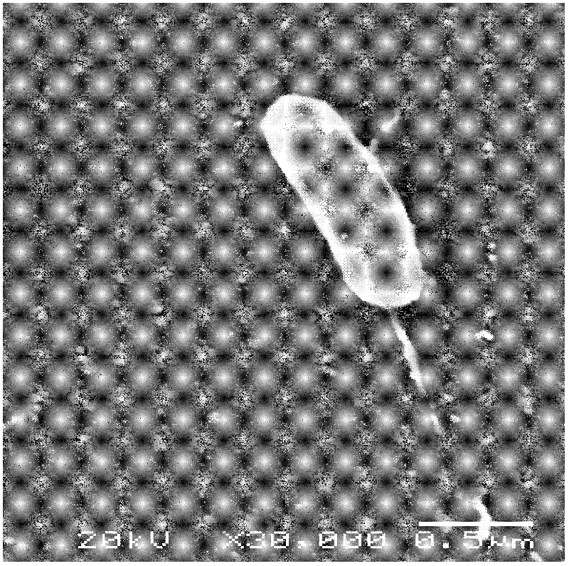 A method for isolation and identification of sea cucumber pathogenic bacteria