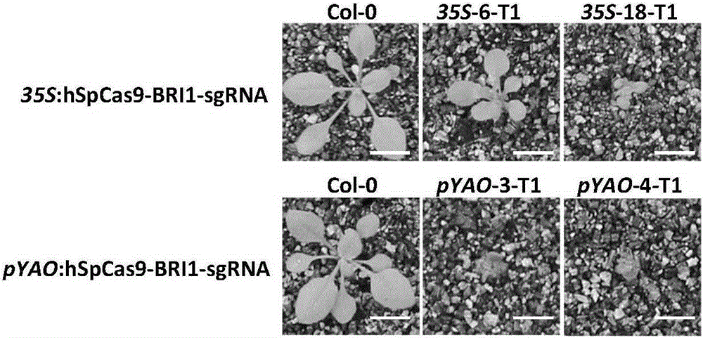 CRISPR/Cas9 system for efficiently editing plant gene groups in fixed-point mode