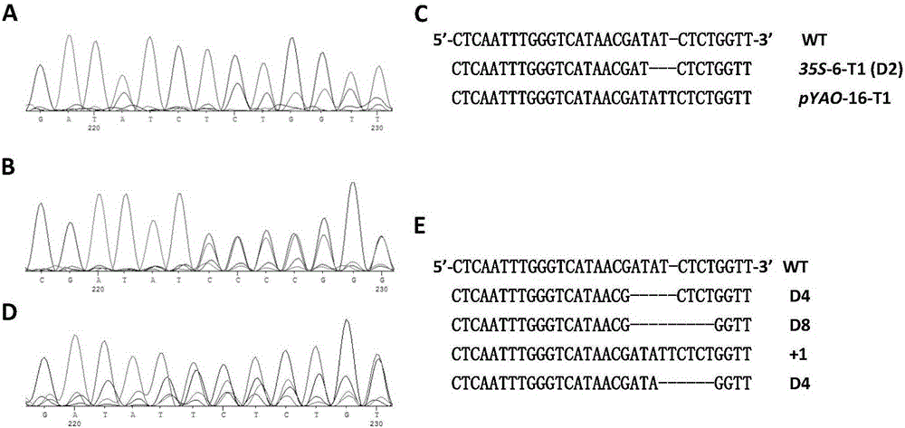 CRISPR/Cas9 system for efficiently editing plant gene groups in fixed-point mode