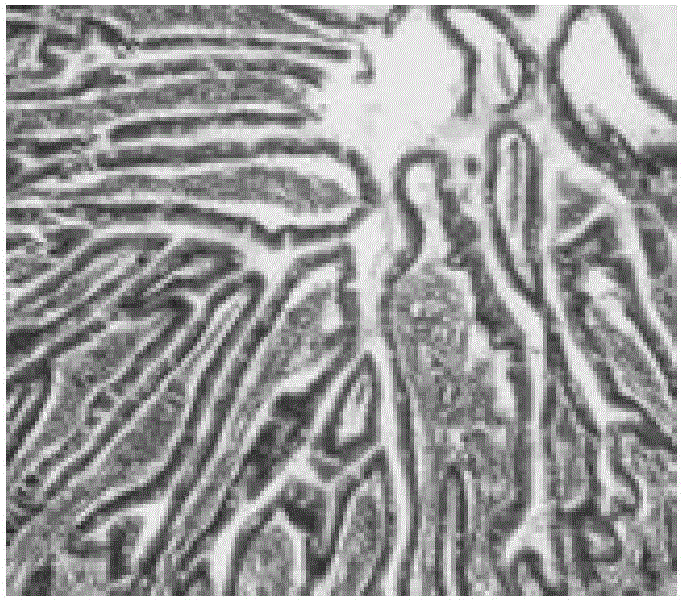 Preparation method of low-molecule soybean polypeptide with healthcare function