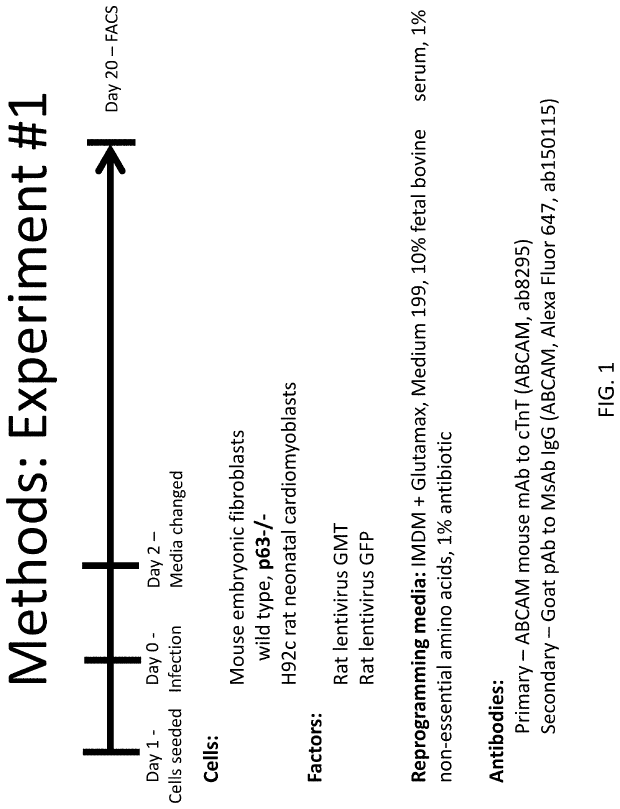 p63 INACTIVATION FOR THE TREATMENT OF HEART FAILURE