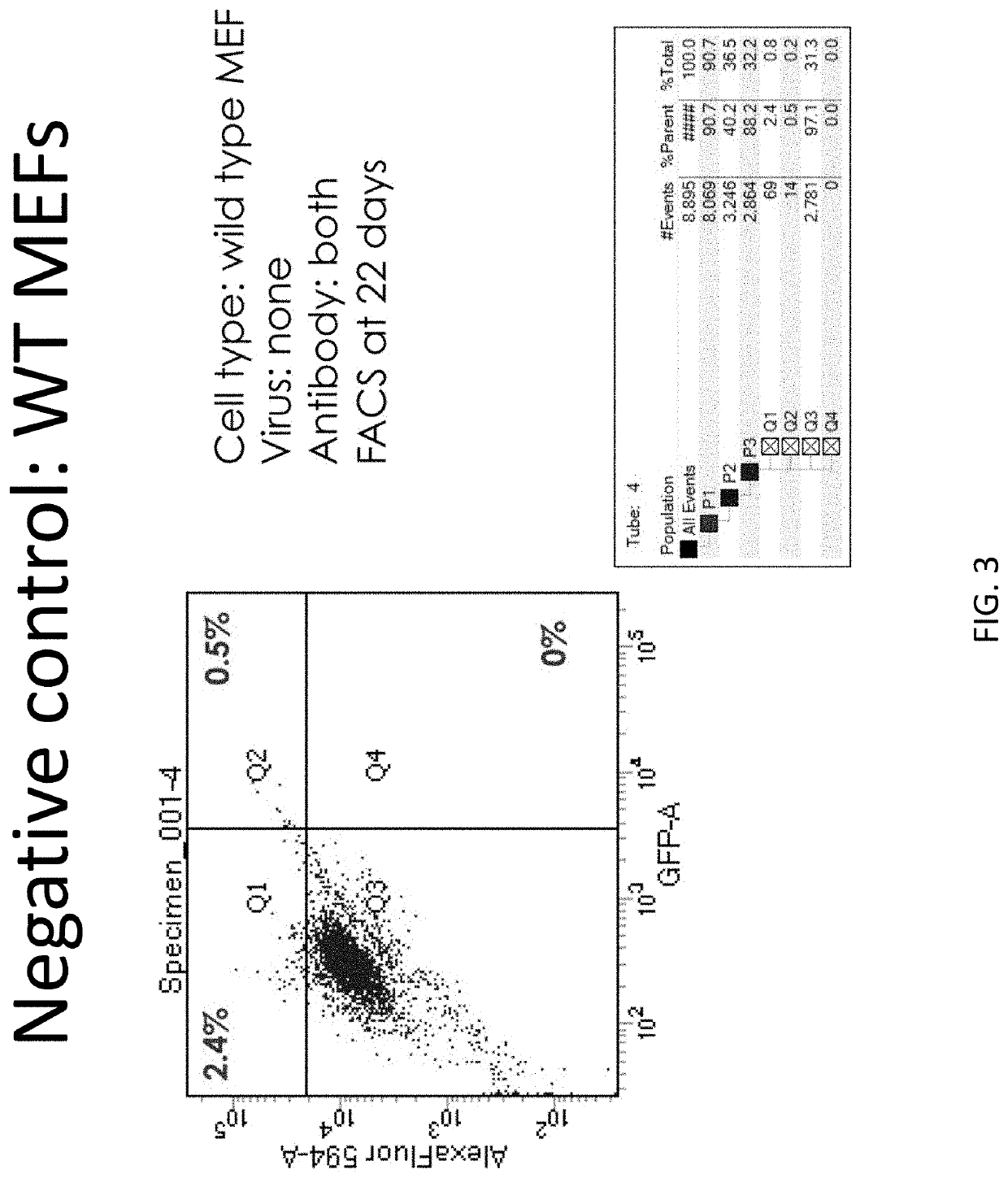 p63 INACTIVATION FOR THE TREATMENT OF HEART FAILURE