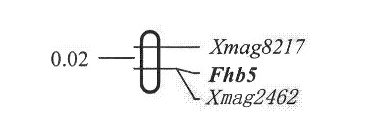 Molecular marker of wheat scab infection-resistant gene Fhb5 and application thereof