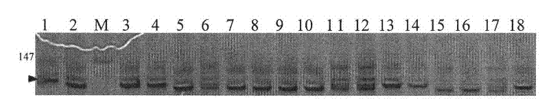 Molecular marker of wheat scab infection-resistant gene Fhb5 and application thereof