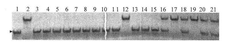 Molecular marker of wheat scab infection-resistant gene Fhb5 and application thereof