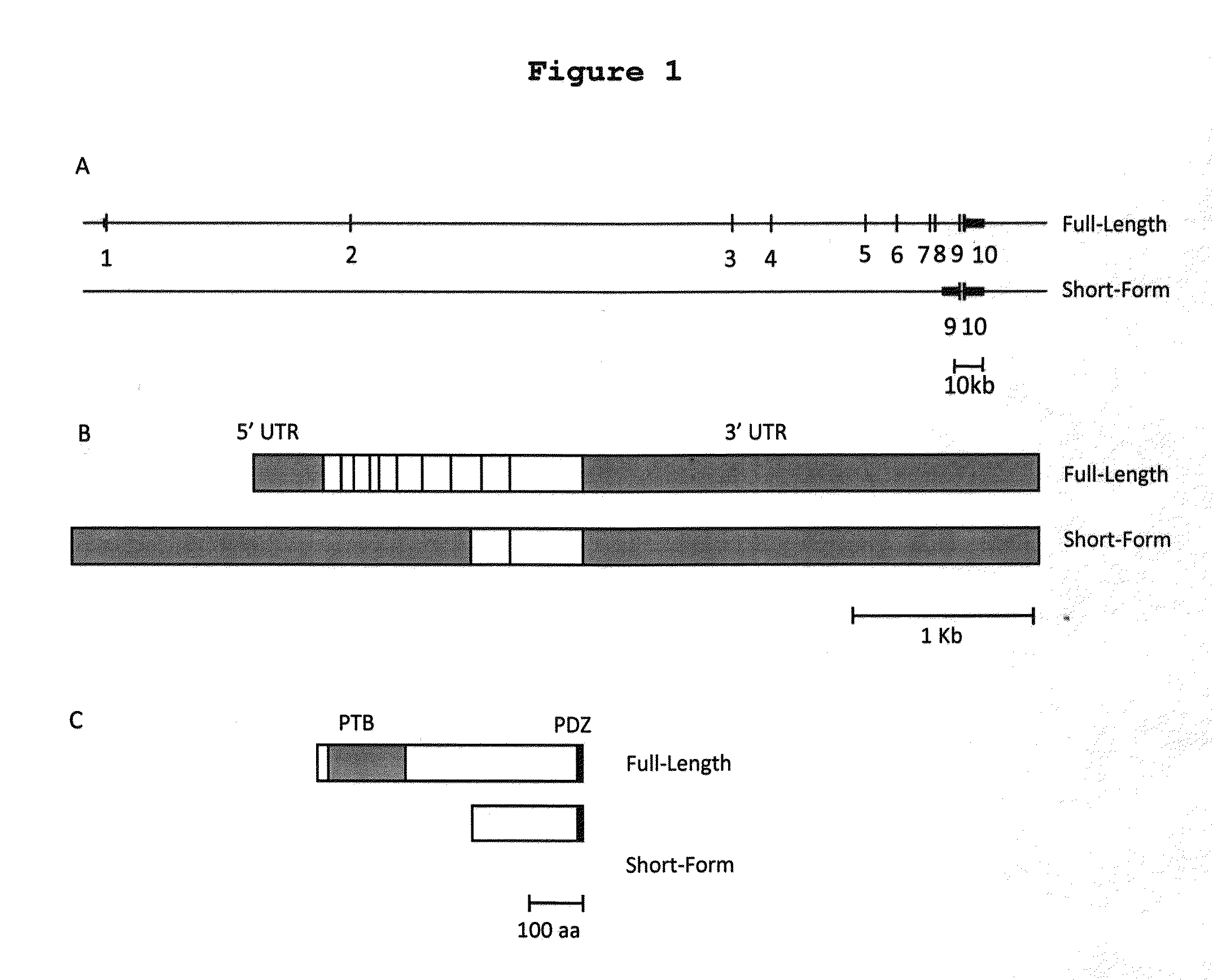 Methods and Compositions for the Diagnosis and Treatment of Schizophrenia