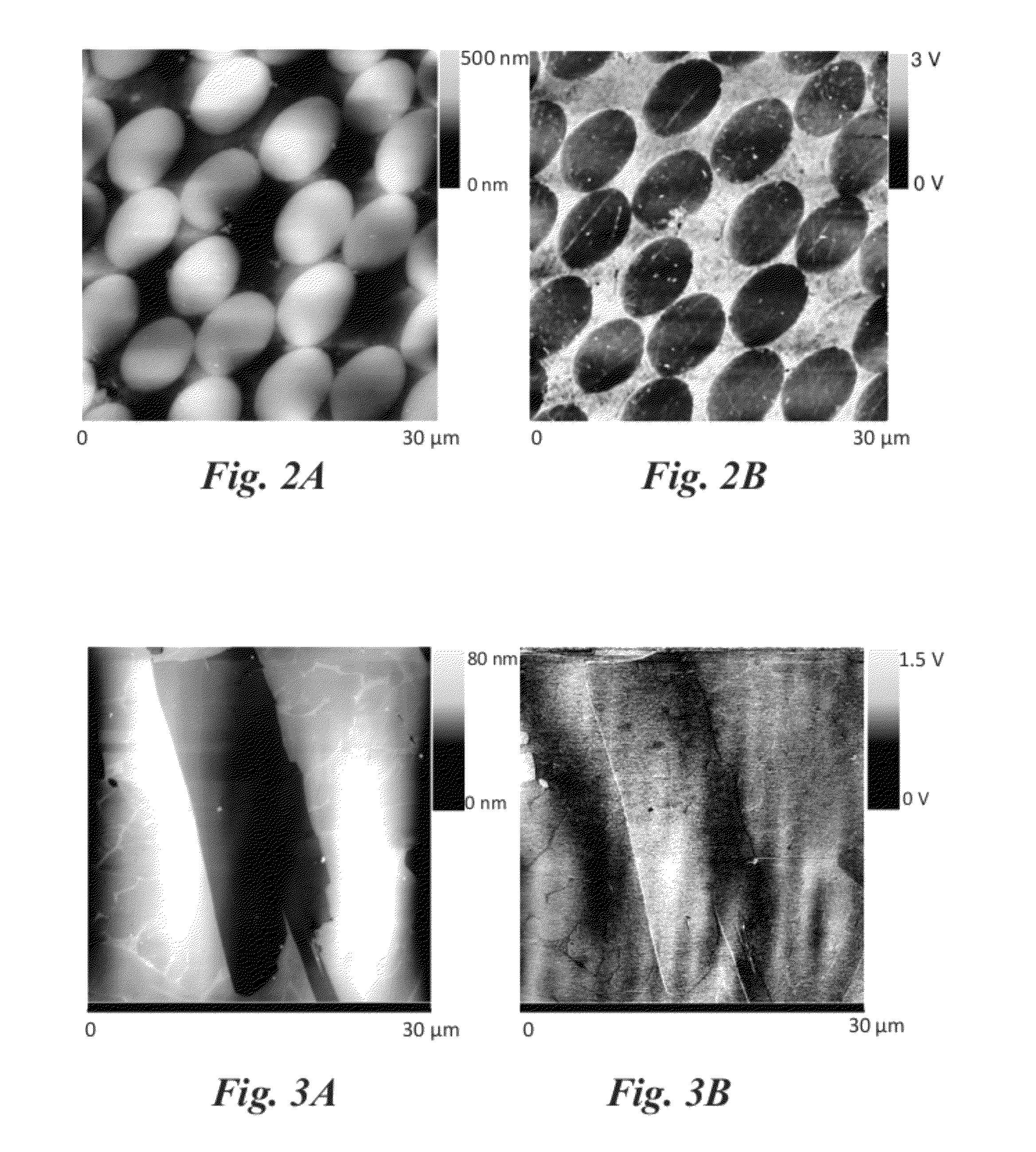 Atomic force microscopy system and method for nanoscale measurement