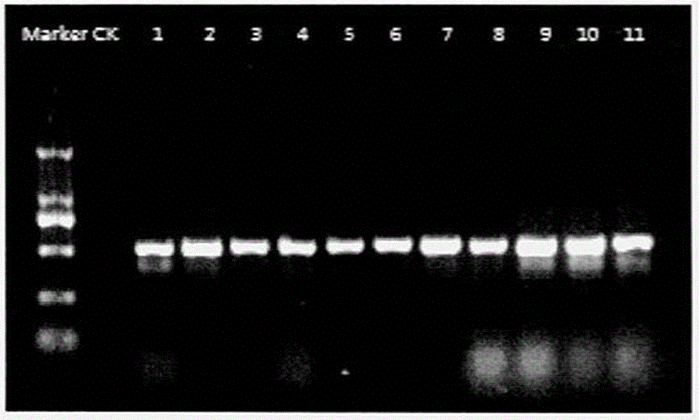 Rapid identification method of Rhizoma Acori Calami