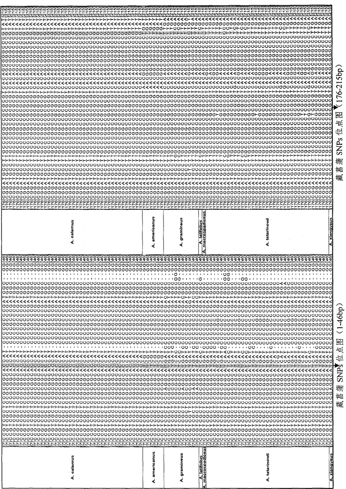 Rapid identification method of Rhizoma Acori Calami