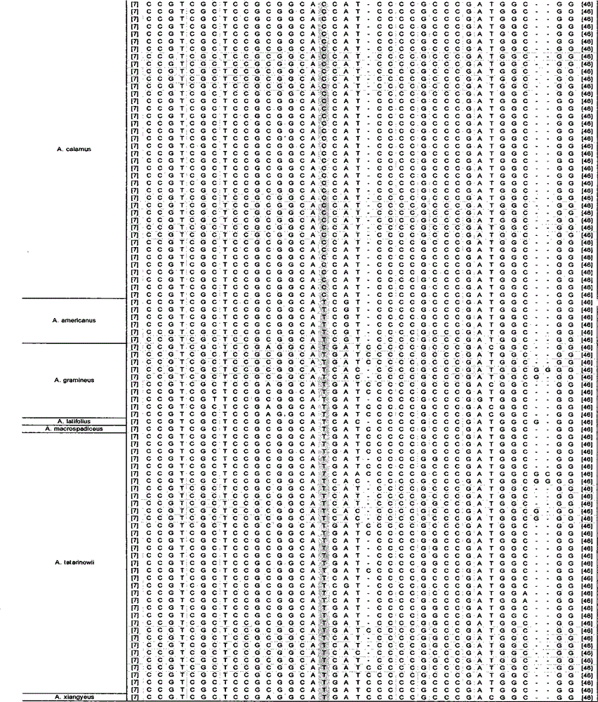 Rapid identification method of Rhizoma Acori Calami