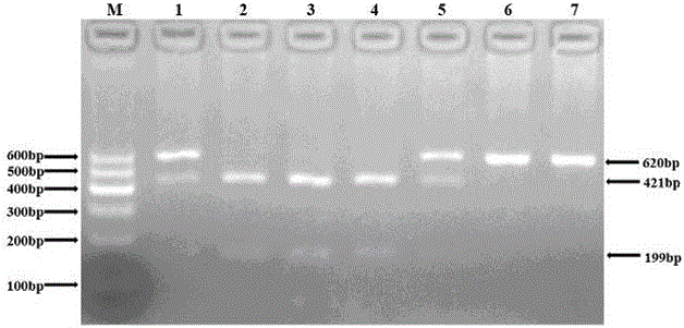 Detection method for rs7832767 locus polymorphism of myocardial-infarction susceptibility gene and detection kit