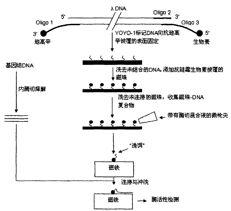 Method for linking monomolecular DNA to single magnetic bead