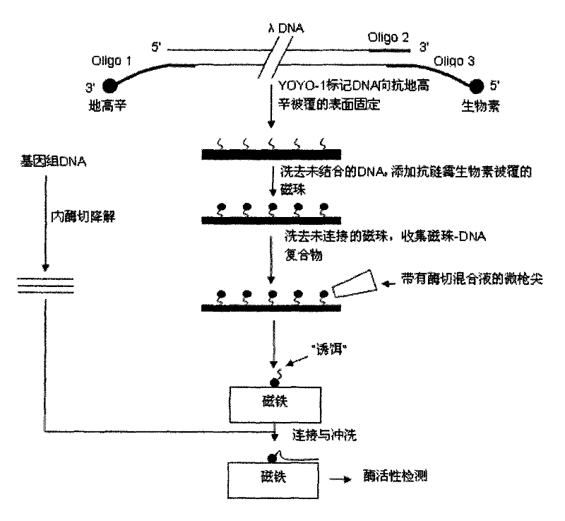 Method for linking monomolecular DNA to single magnetic bead