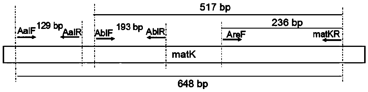 Molecular specificity labeled primer for mutual discrimination of Amaranthus albus L., Amaranthus blitum L. and Amaranthus retroflexus L., and method