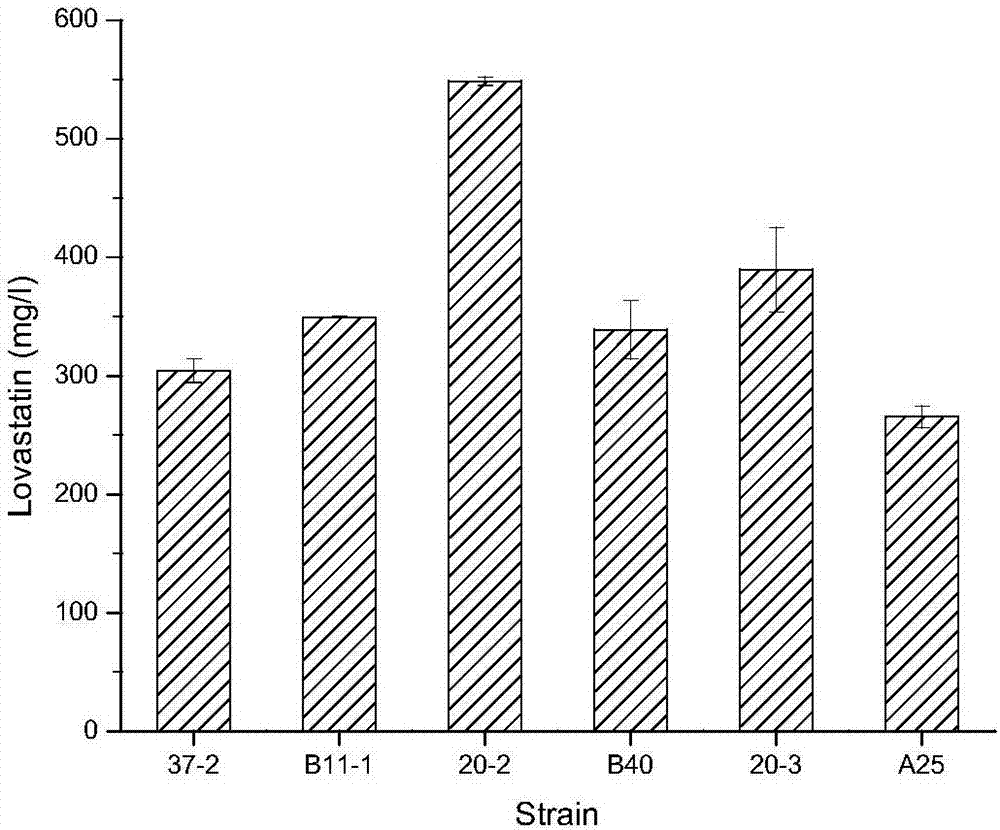 Lovastatin high-yield monascus and high-throughput screening method thereof