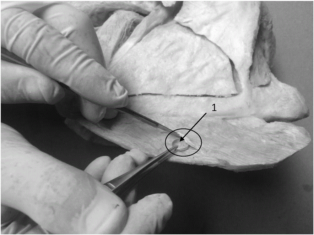 Manufacturing method of biological plasticized specimen capable of being assembled