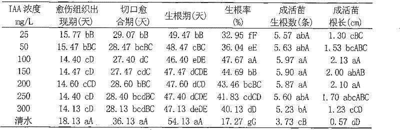 Method for cottage propagation of schisandra sphenanthera rehd.et wils