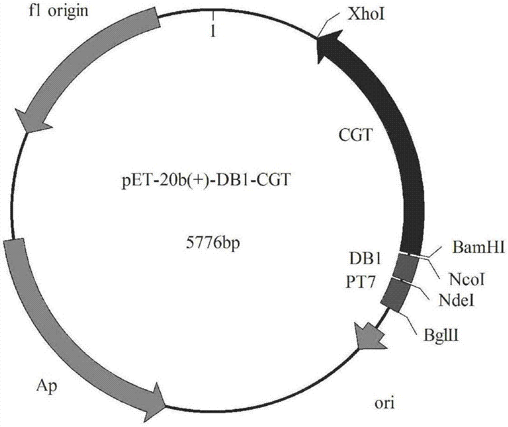 PelB signal peptide mutant capable of improving protein secretion efficiency and application of pelB signal peptide mutant