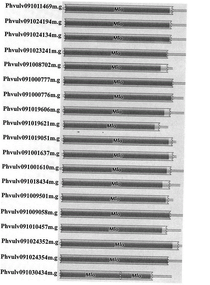 Application of comparative genomics to rapid identification of phaseolus vulgaris mildew resistance locus o gene