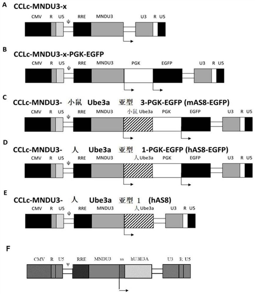 UBE3A for treating angel syndrome