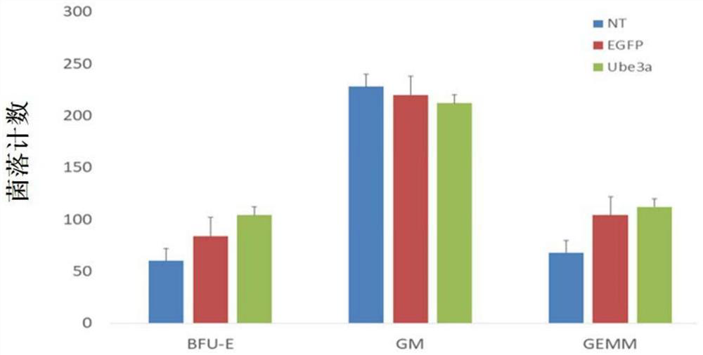 UBE3A for treating angel syndrome