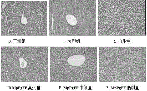 Plant extract, and preparation method and application thereof