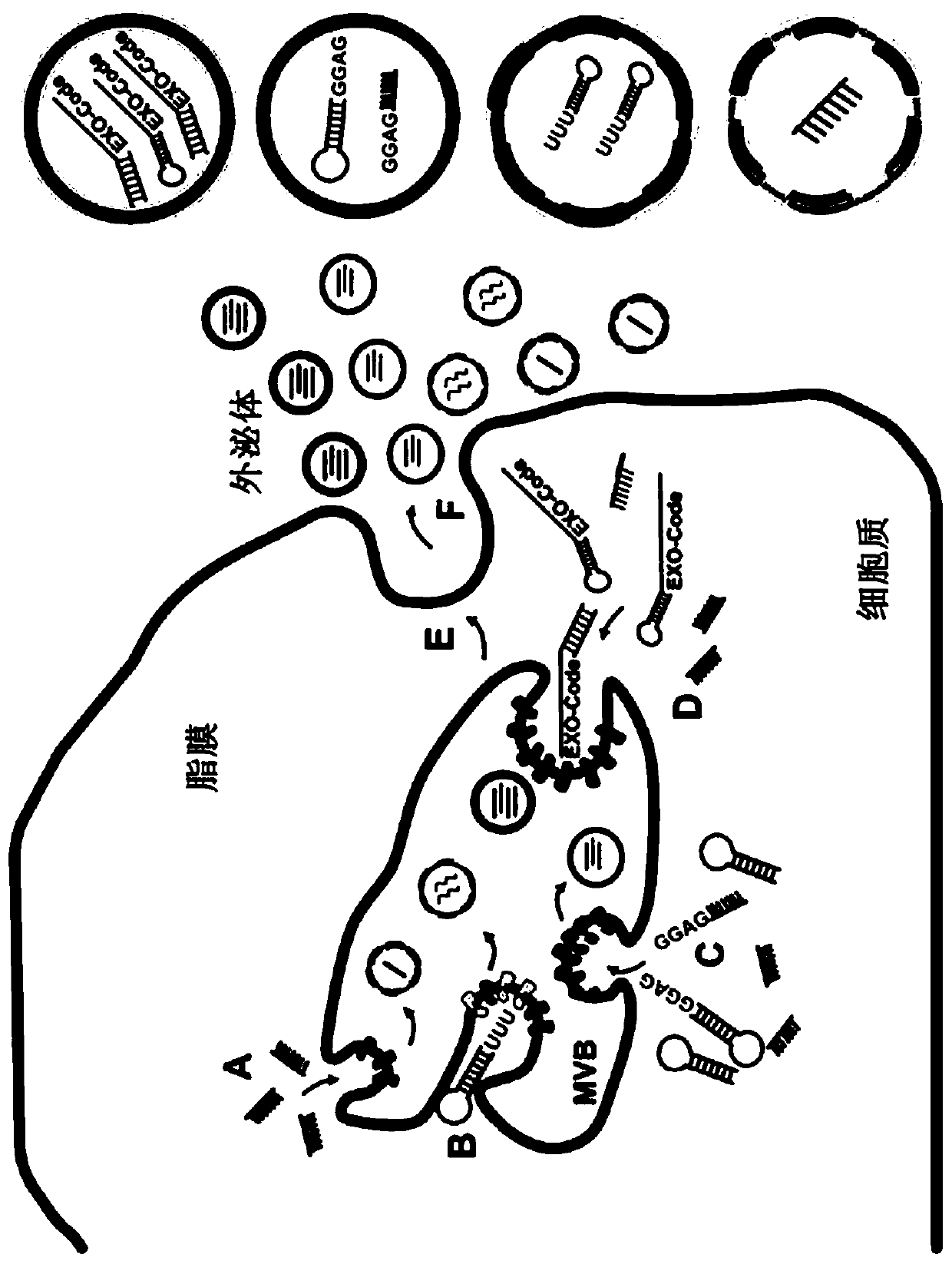 Compositions and methods for loading extracellular vesicles with chemical and biological agents/molecules