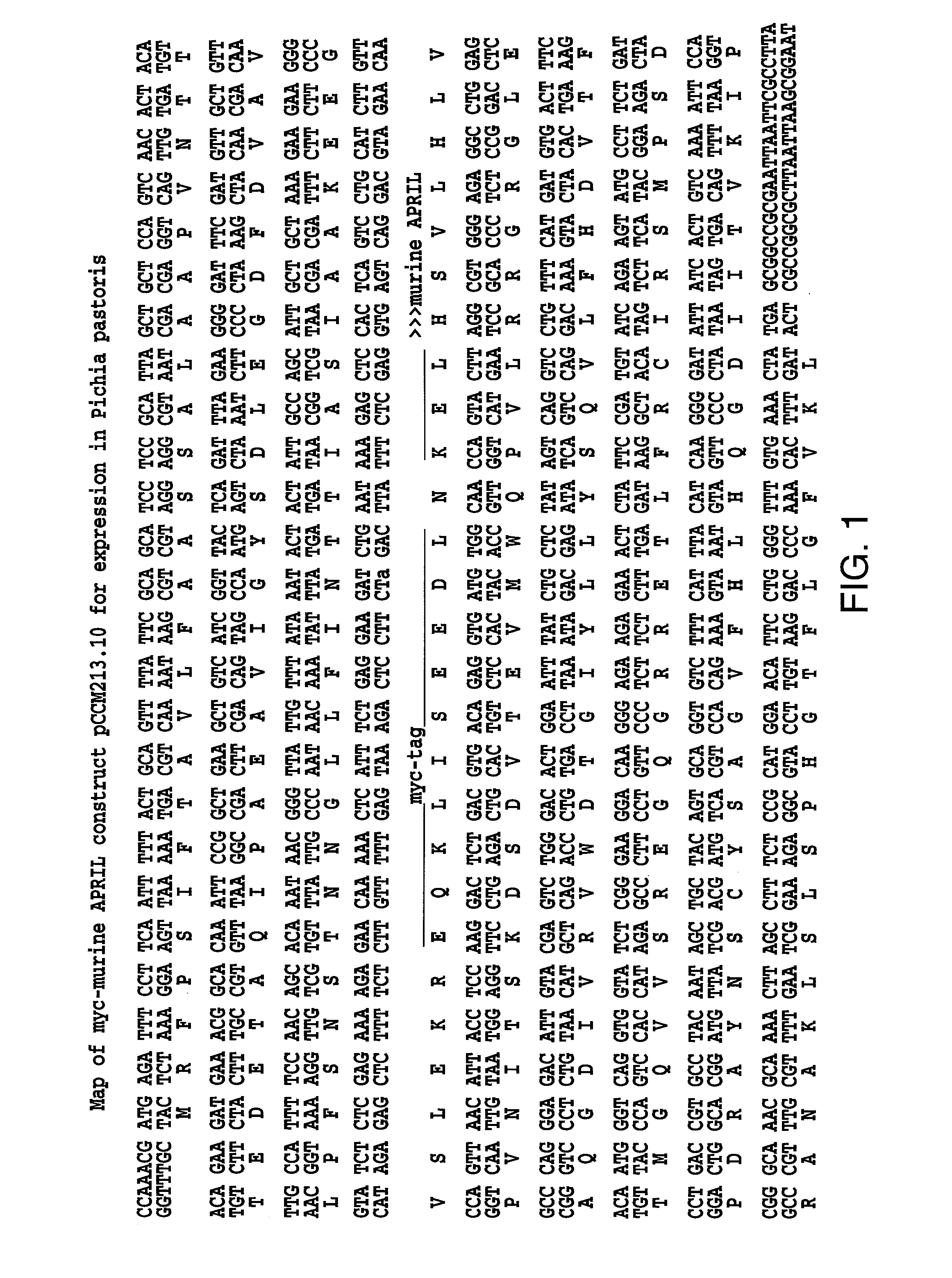 Methods of treating a tumor that expresses APRIL by administering BCMA