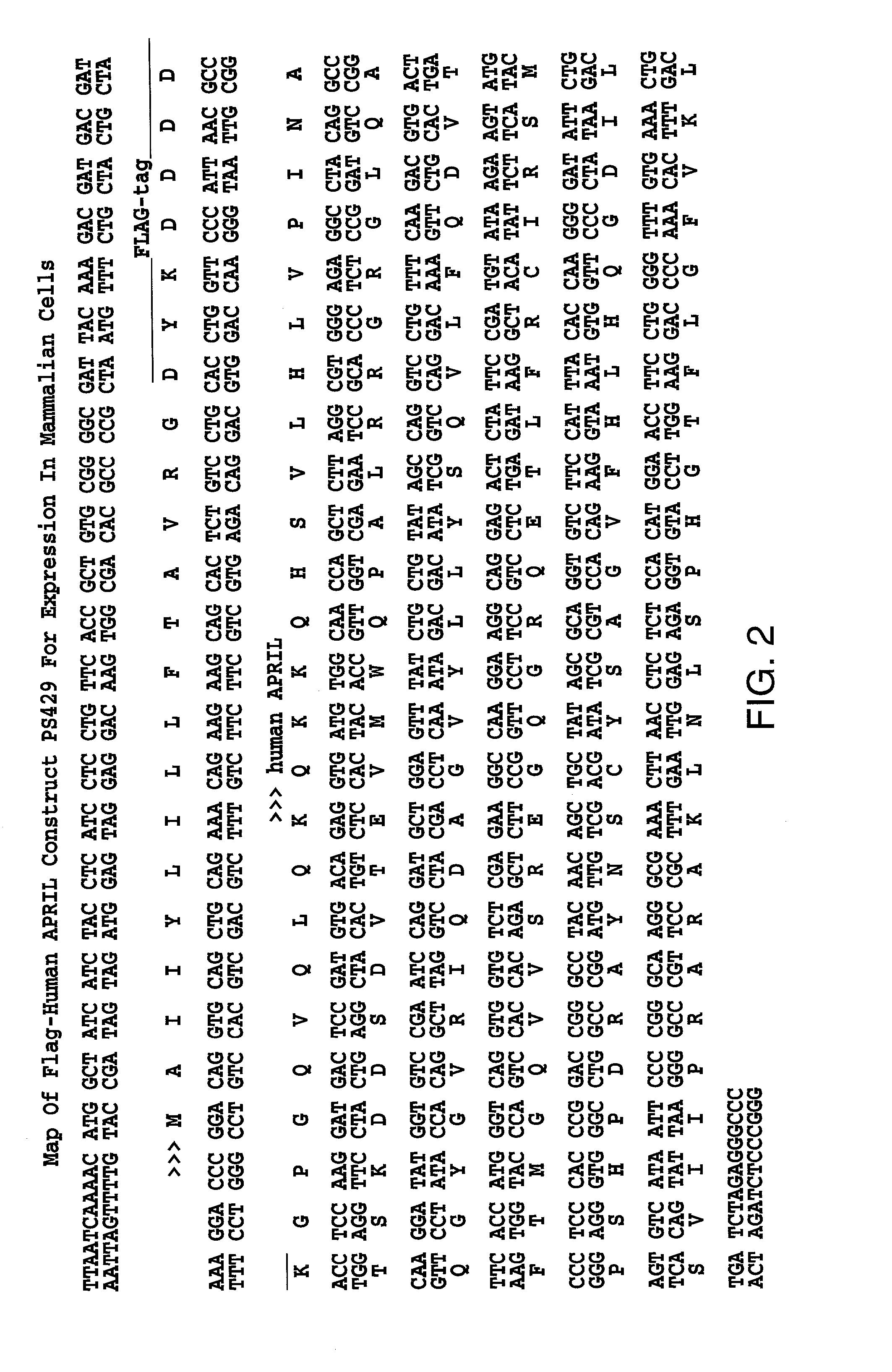 Methods of treating a tumor that expresses APRIL by administering BCMA